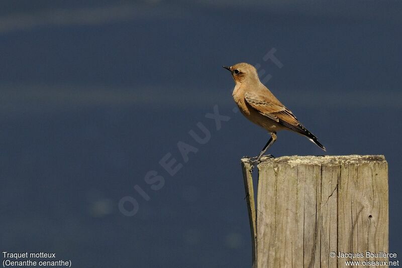 Northern Wheatear