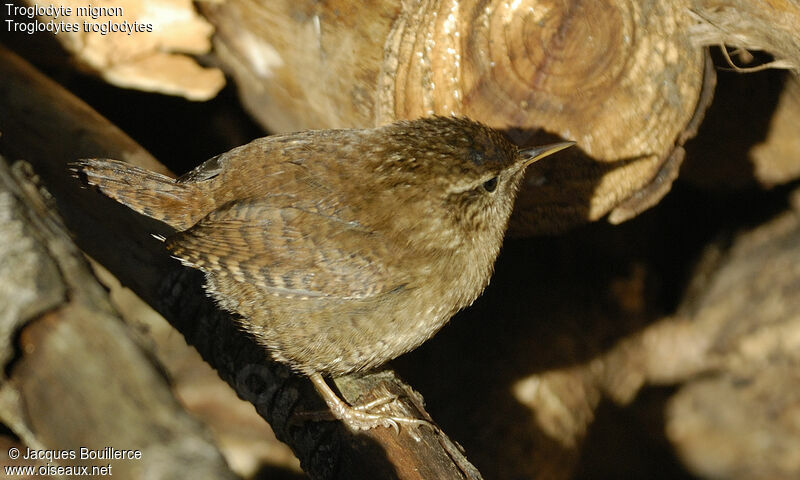 Eurasian Wren