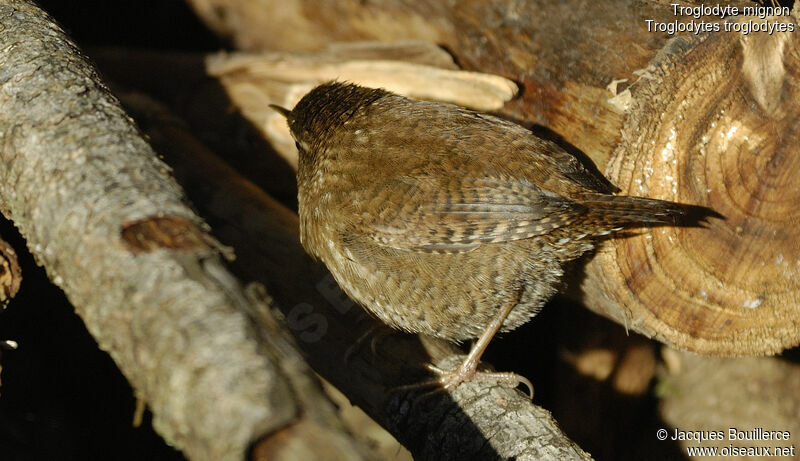 Eurasian Wren