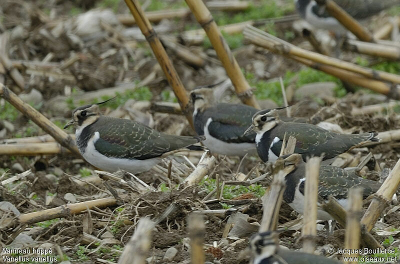 Northern Lapwing