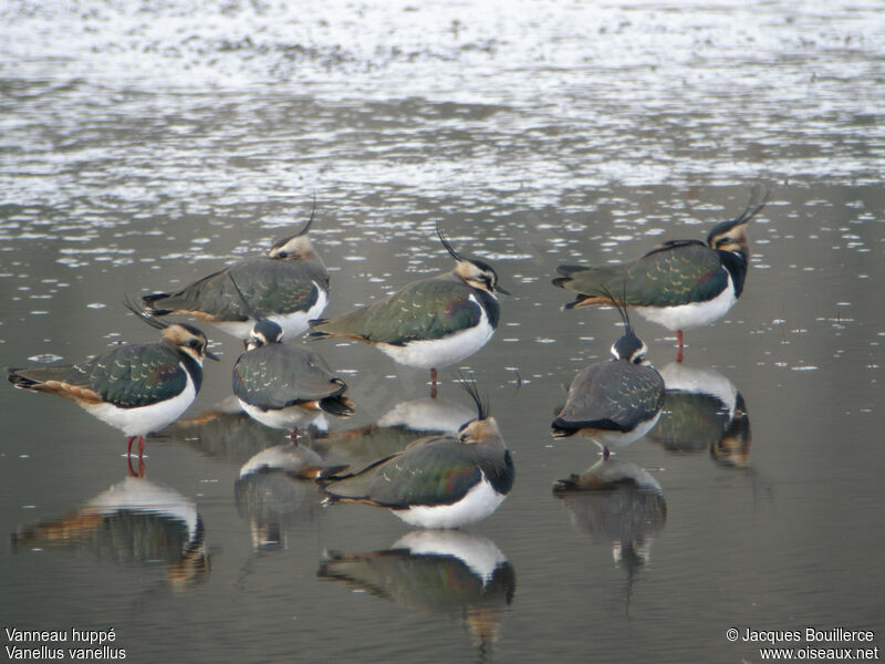 Northern Lapwing