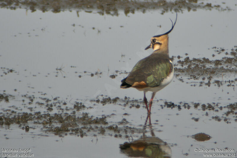 Northern Lapwing