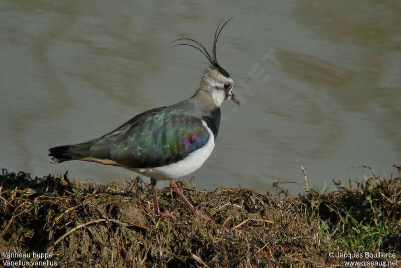 Northern Lapwingadult