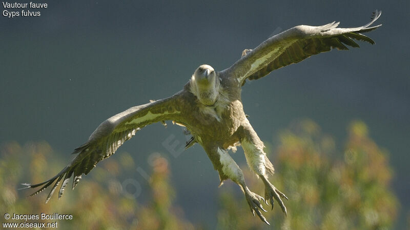 Griffon Vulture