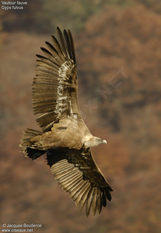 Griffon Vulture