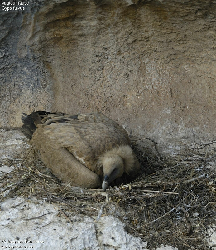 Griffon Vulture