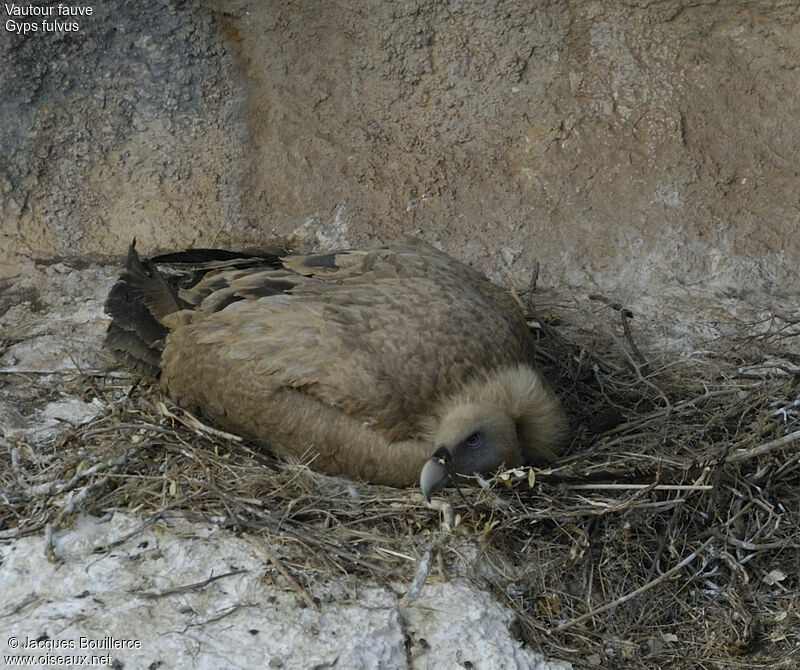 Griffon Vulture