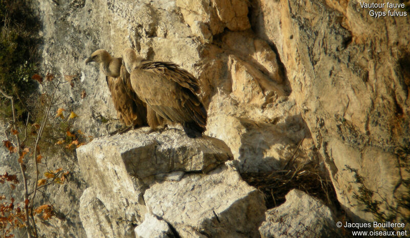 Vautour fauve adulte