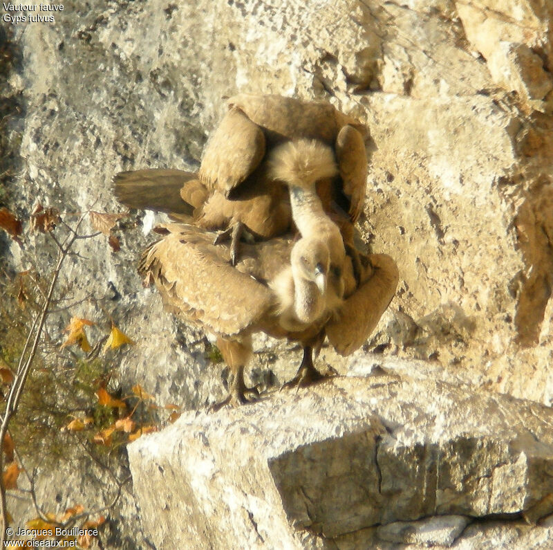 Griffon Vulture adult