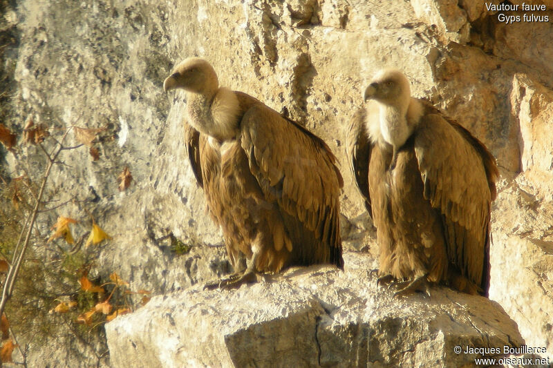 Vautour fauve adulte