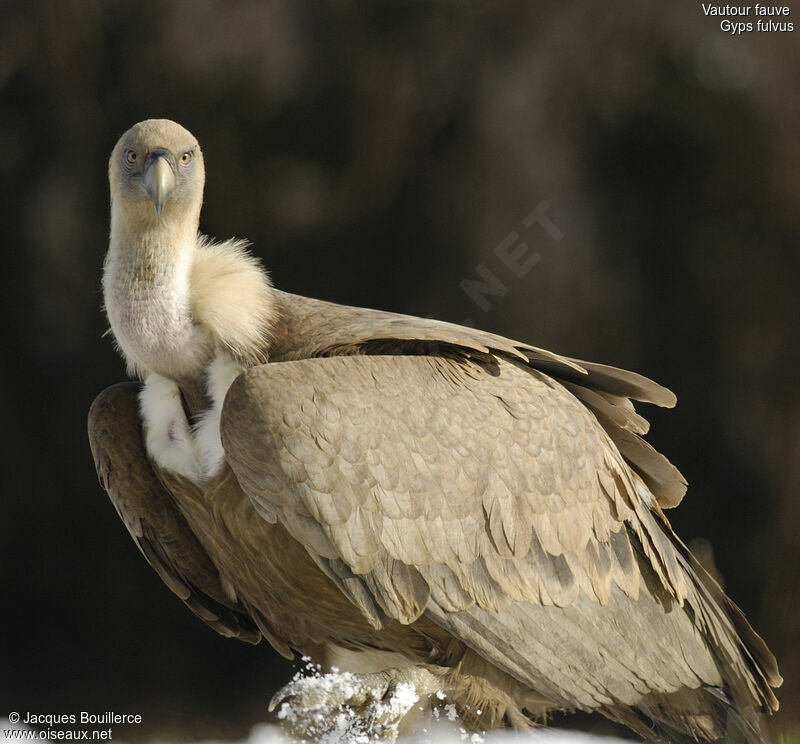 Griffon Vulture