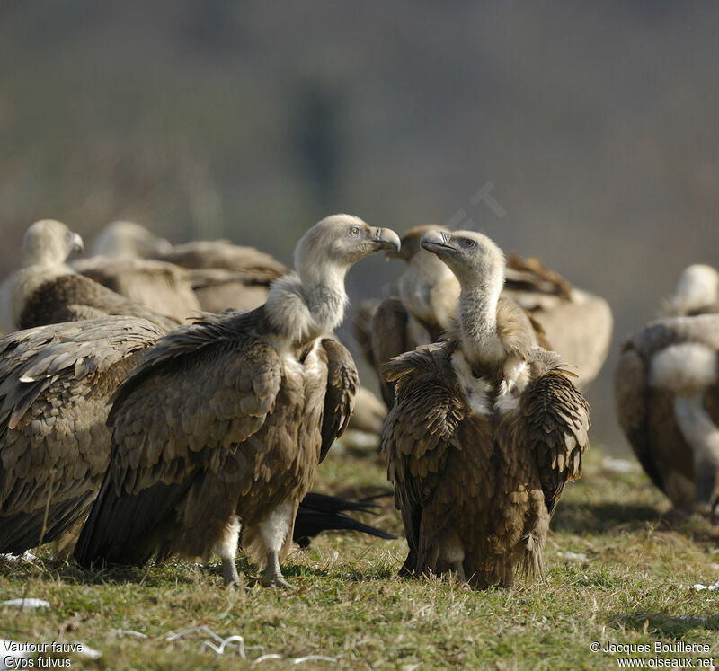 Griffon Vulture