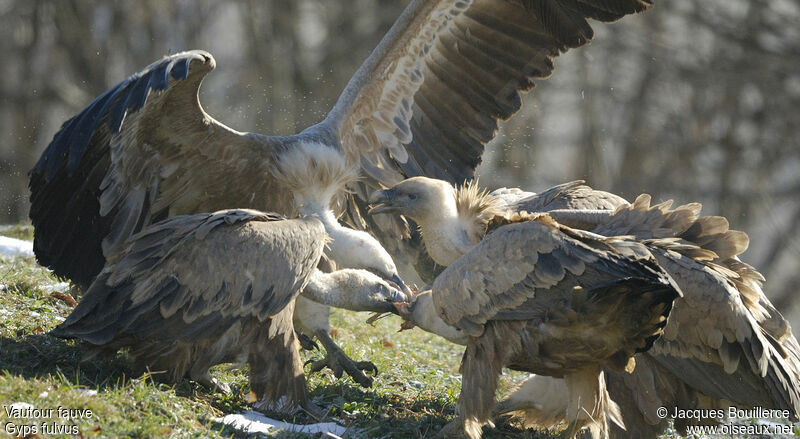 Griffon Vulture