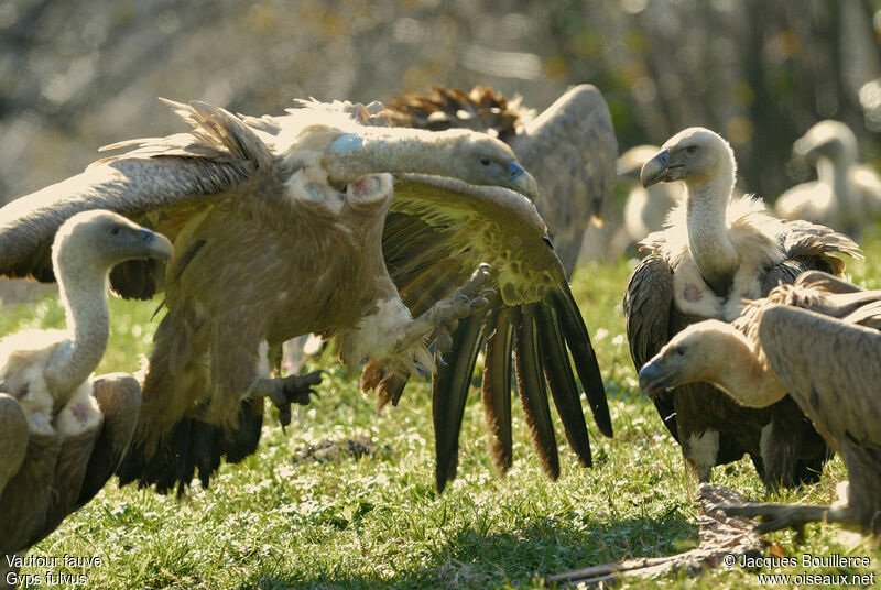 Griffon Vulture