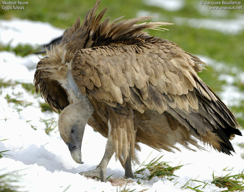 Griffon Vulture