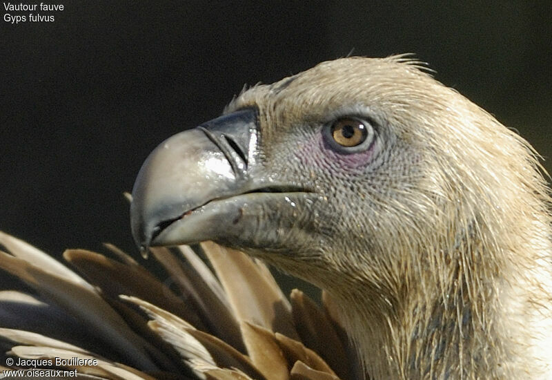 Griffon Vulture