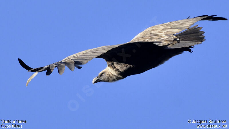 Griffon Vulture