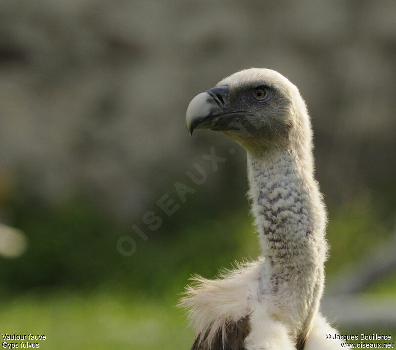 Griffon Vulture