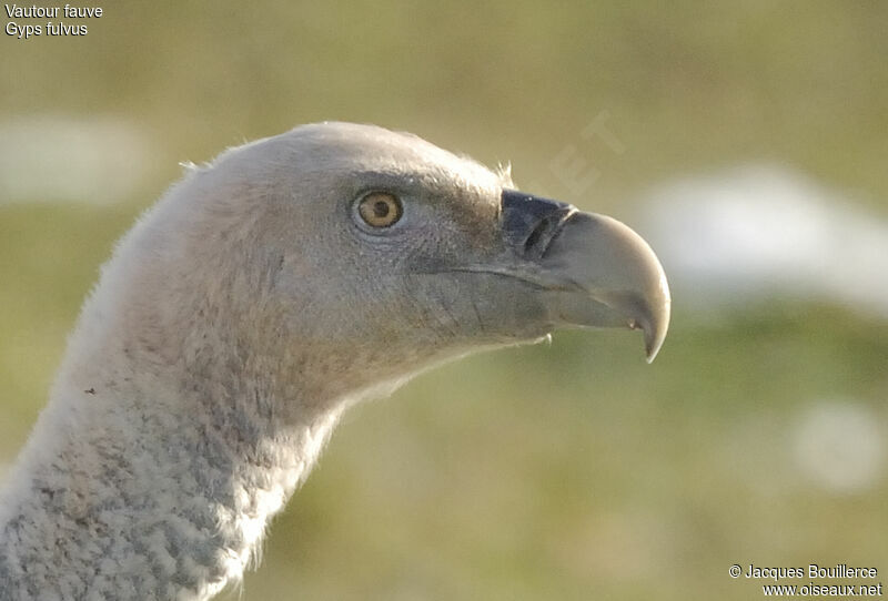 Griffon Vulture