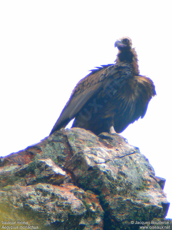 Cinereous Vulture