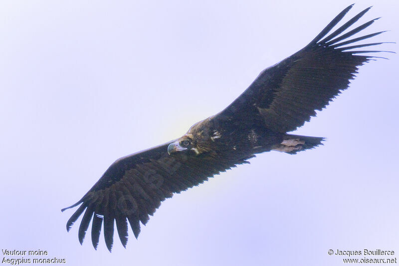 Cinereous Vulture