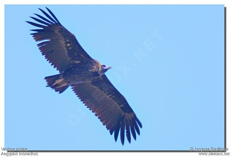 Cinereous Vulture