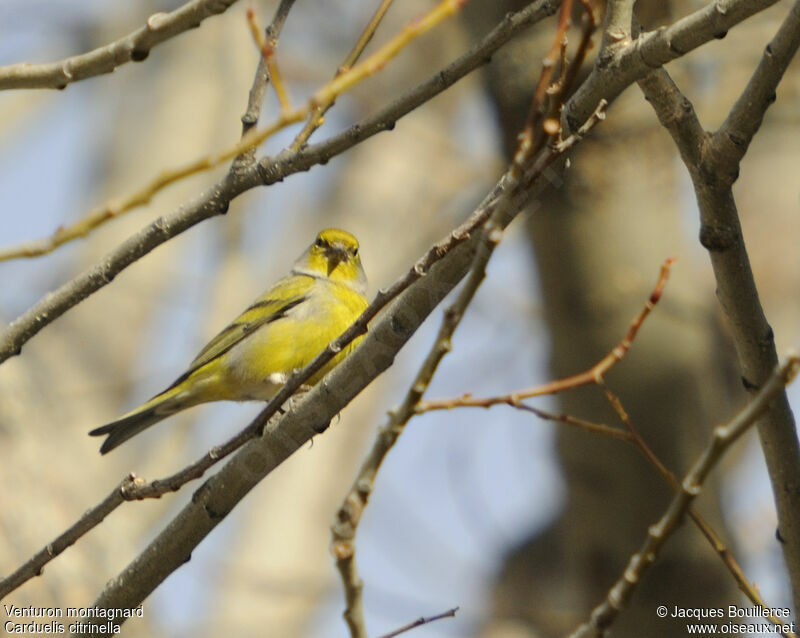 Citril Finch, identification