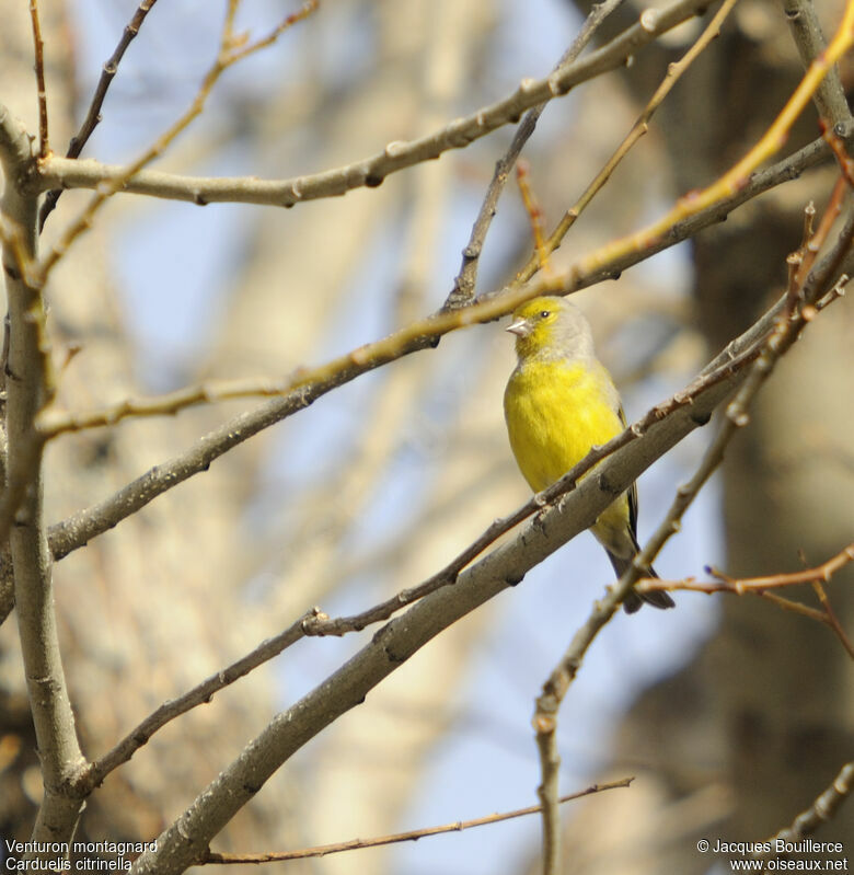 Citril Finchadult, identification