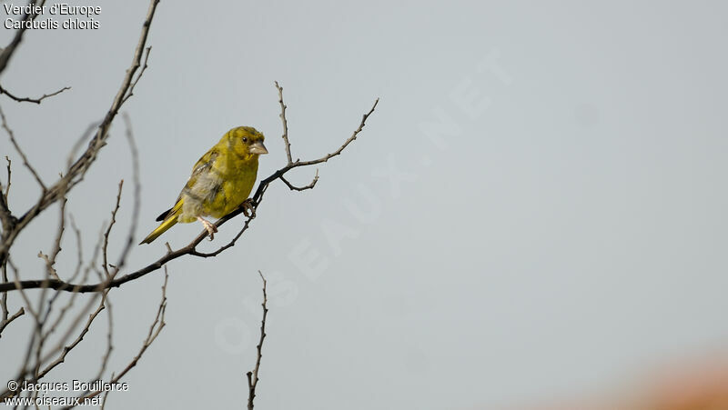 European Greenfinch