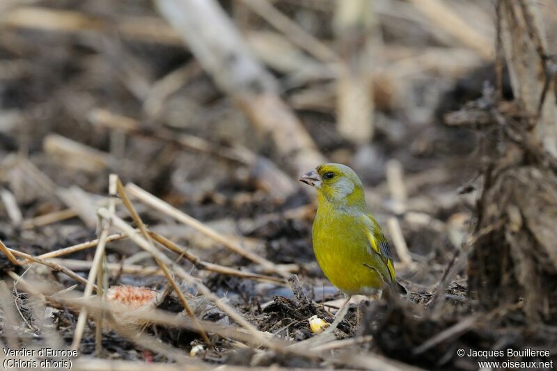 European Greenfinch