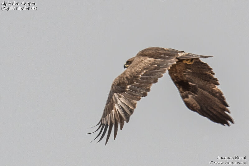 Steppe Eaglesubadult