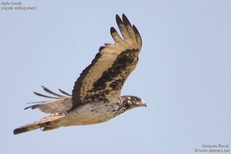 Aigle fasciéadulte