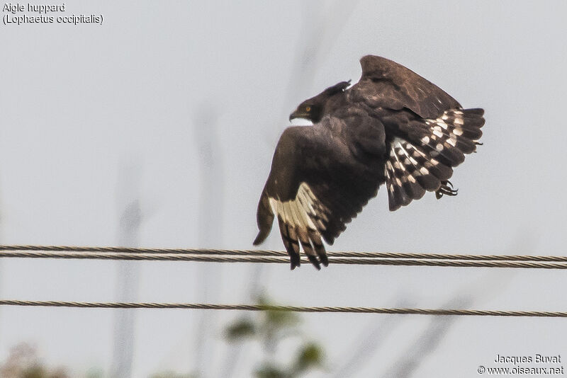 Long-crested Eagleadult