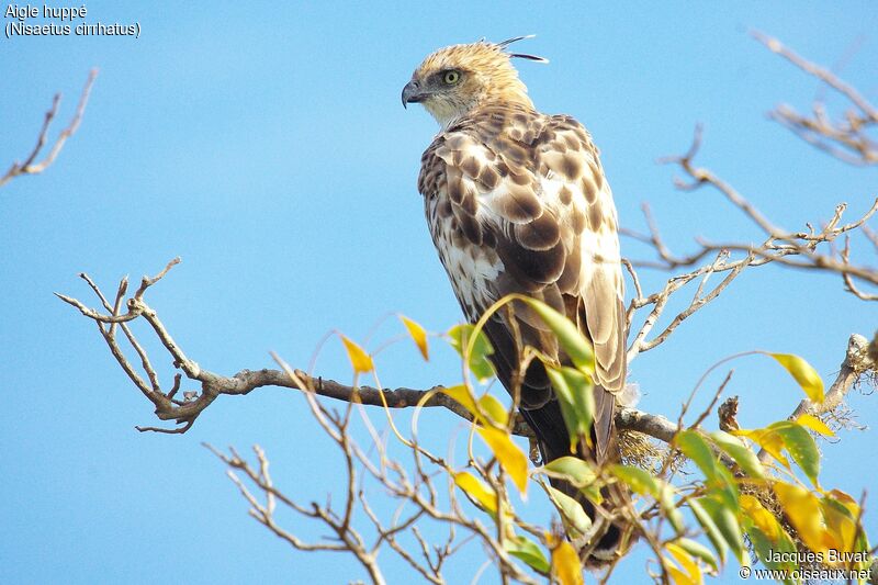 Aigle huppéimmature