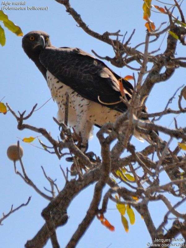 Aigle martialadulte, identification