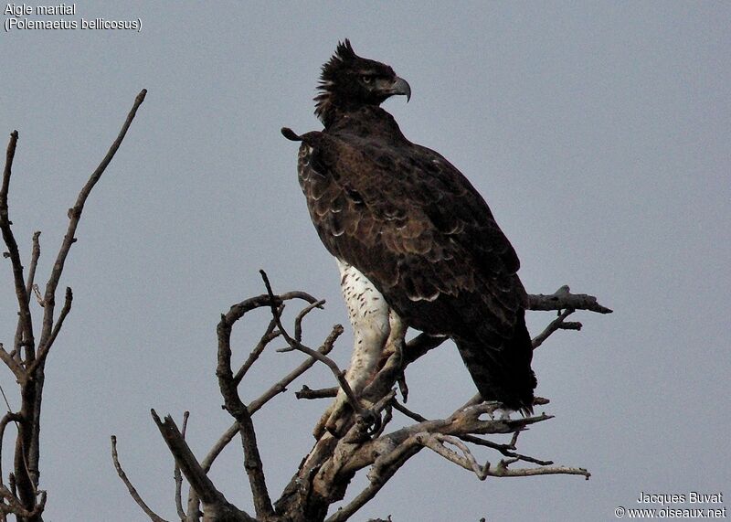 Aigle martialadulte