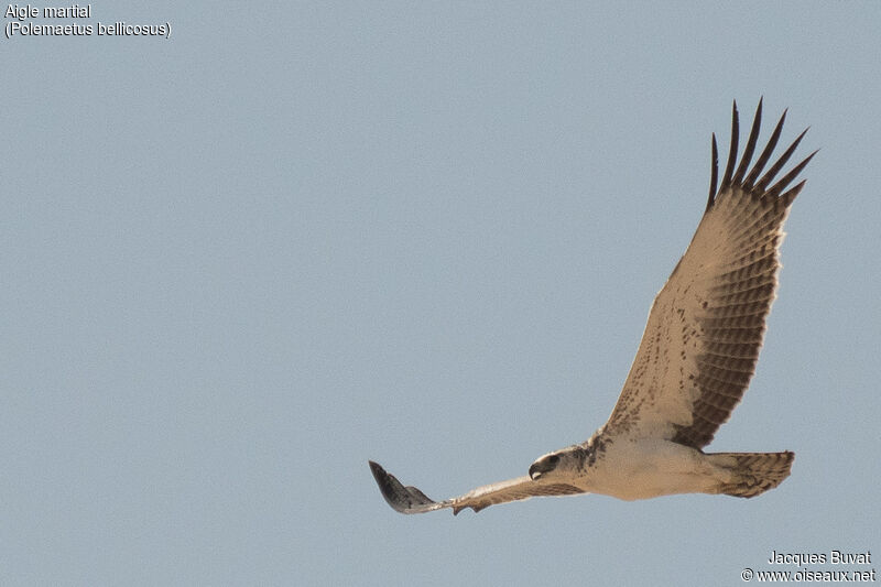 Martial Eagleimmature