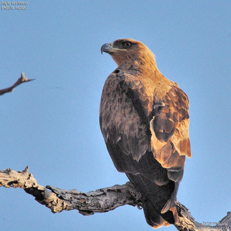 Aigle ravisseuradulte