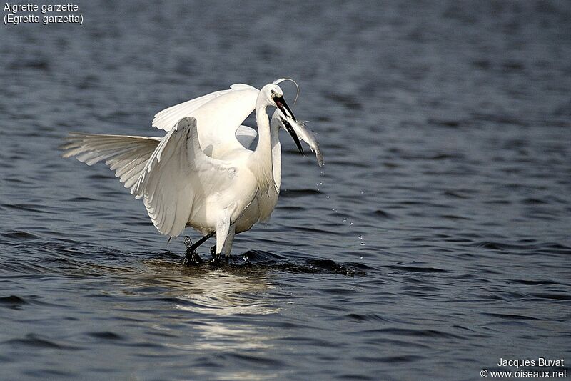 Little Egretadult breeding