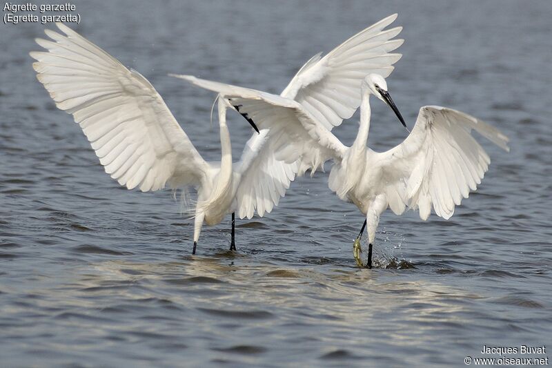 Little Egretadult breeding