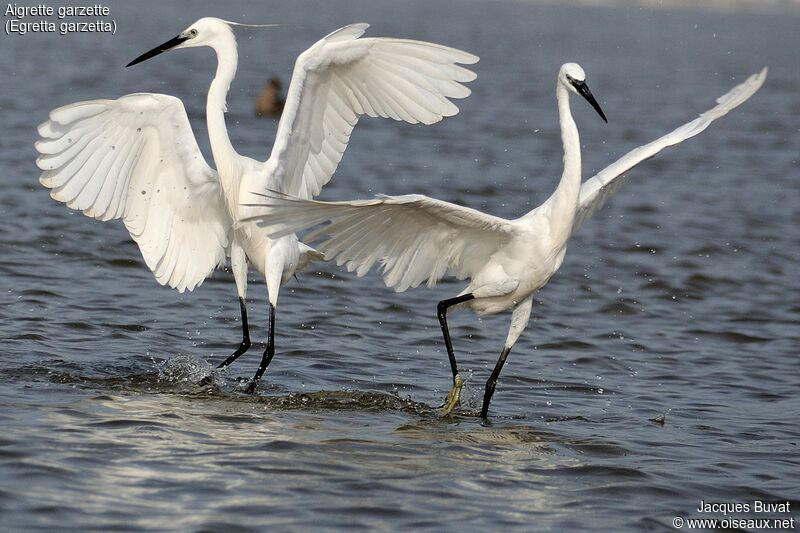 Aigrette garzetteadulte nuptial, composition, pigmentation, marche, pêche/chasse, Comportement