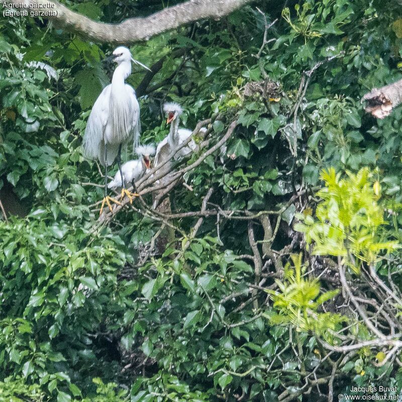 Aigrette garzette, habitat, composition, pigmentation, r. coloniale