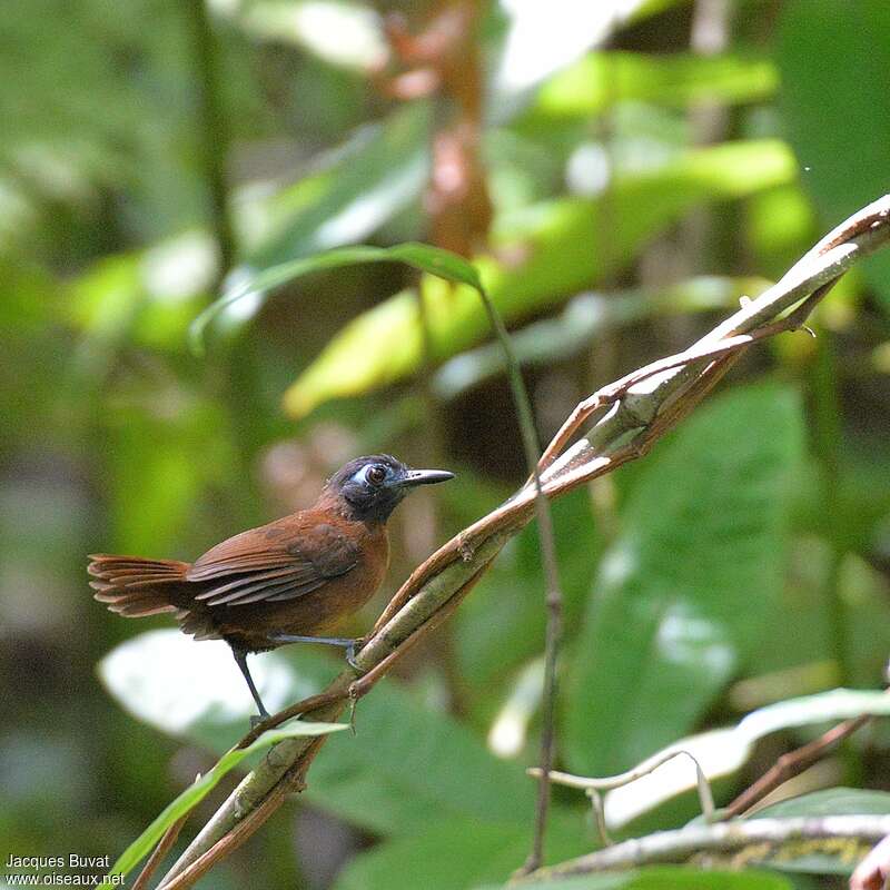 Chestnut-backed Antbird female adult, identification