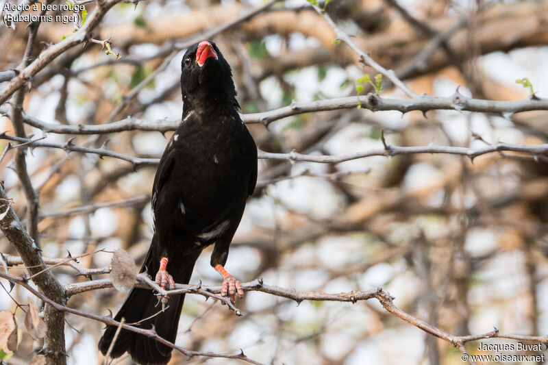 Red-billed Buffalo Weaver male adult