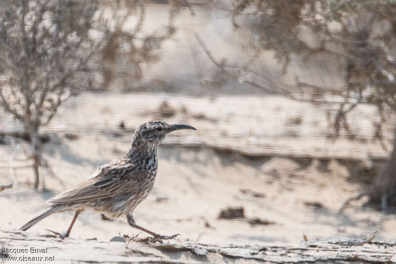 Cape Long-billed Larkadult