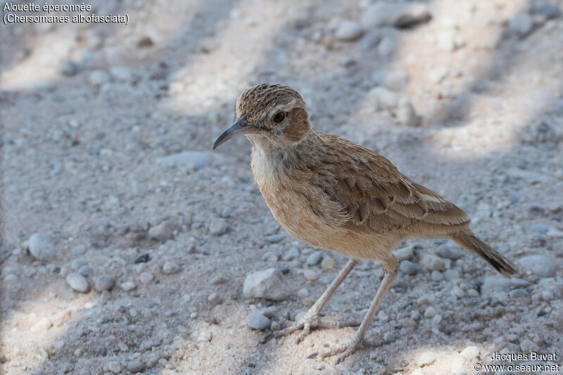 Spike-heeled Lark female adult