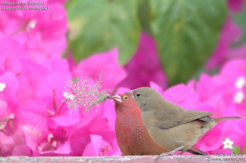 Red-billed Firefinch adult