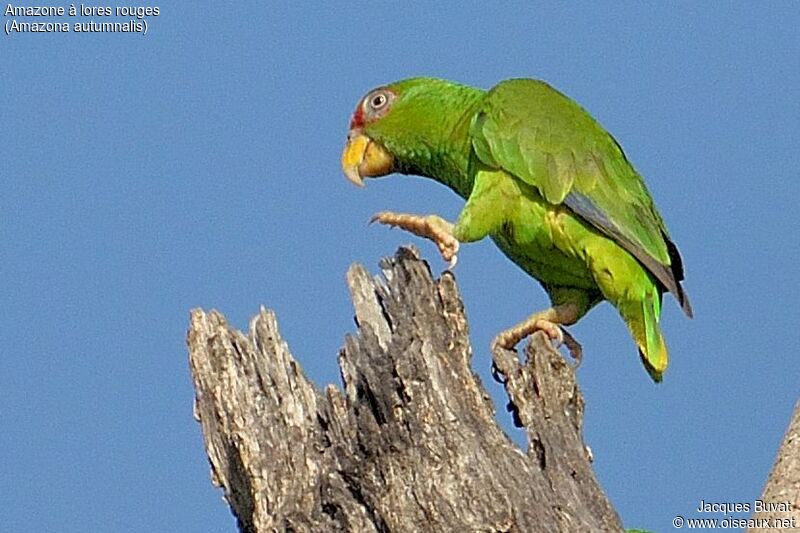 Red-lored Amazonadult, identification, aspect, pigmentation