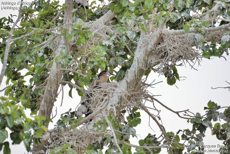 Anhinga d'Afriquejuvénile