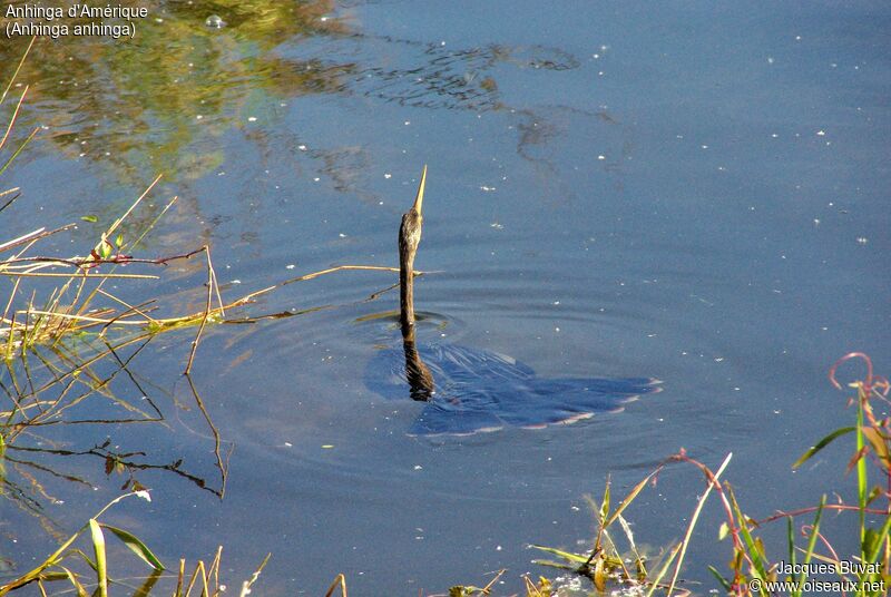 Anhinga female adult, habitat, swimming, fishing/hunting